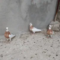 سه تا جوجه زرد از نسل خال سیاه