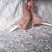 جفت جوجه سرخ دمپاک