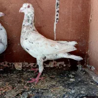 کبوتر سرور