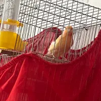 قناری نر ماده جفت