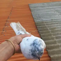 کفتر کبوتر