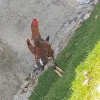 خروس لاری