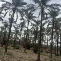 فروش ۱۶۰ اصله نخل