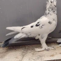 کبوتر پر مغز