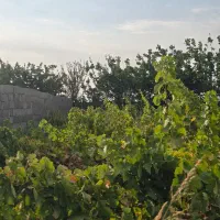 زمین باغ و باغچه ۲۰۵ متر.برق سهم آب سنددار|فروش زمین و ملک کلنگی|تهران, گلستان (شهرک راه آهن)|دیوار