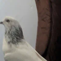 ۱۳کبوتر فروشی بلی
