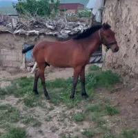 اسب