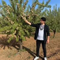 تخفیف ویژه نهال بادام ،فقط برای مدت کوتاه|گل و گیاه طبیعی|پارس‌آباد, |دیوار