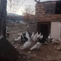 ۱۷تاکبوتر پرشی زدوخوردی|پرنده|تربت جام, میان جام|دیوار