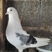 کبوتر پرشی|پرنده|گرگان, |دیوار