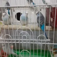 مرغ عشق|پرنده|بومهن, |دیوار