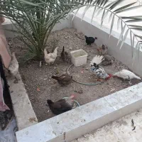 مرغ و خروس اصیل تخم گذار|حیوانات مزرعه|بندر امام خمینی, |دیوار