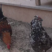 مرغ و خروس گلین