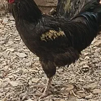 سلام خروس مرندی