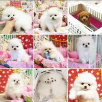 پامر/پودل پت راد