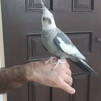 جفت عروس هلندی آلبینو و ایزابلا مولد ۵تخم