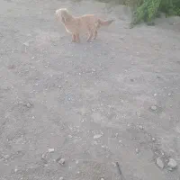 سگ پاکوتاه