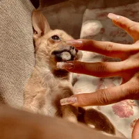 مجموعه هوم شیوا|سگ|مشهد, هنرستان|دیوار