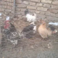 مرغ و خروس تزیینی