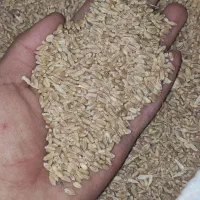 گندم آبی
