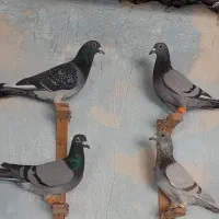 سبز آلمانی|پرنده|مشهد, امیر آباد|دیوار