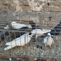 ۷تا حیون خوب نر دانه۳۵۰|پرنده|گلبهار, نوبهار|دیوار