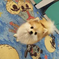 سگ پامر|سگ|کرمان, |دیوار