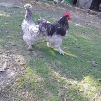 تخم مرغ تازه و نطفه دار|حیوانات مزرعه|کوچصفهان, |دیوار