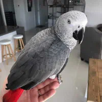 جوجه کاسکو سخنگو واگذاری تقریبا رایگان