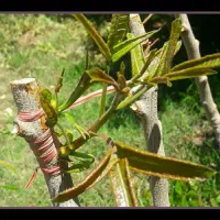 باغبانی گل کاری محلول حذف هرز تقویتی باردهی پیوند|خدمات باغبانی و درختکاری|زابل, |دیوار