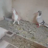 دمگیر کاکلی|پرنده|اصفهان, دانشگاه اصفهان|دیوار