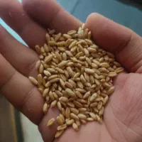 فروش گندم دیم  مقدار8تن