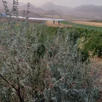 باغ فنس کشی شده و زمین آبی و ساختمان کنارسدجامیشان|فروش خانه و ویلا|سنقر, |دیوار