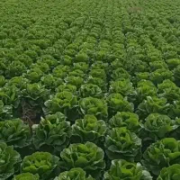 پخش کاهو، کلم، گوجه و صیفی جات در ونک و محدوده