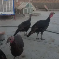 بوقلمون برنزه|حیوانات مزرعه|حمیدیا, |دیوار