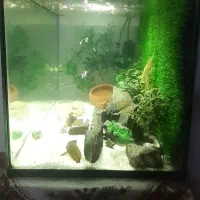 آکواریوم|ماهی|قدس, شهرقدس|دیوار