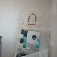 عروس هلندی به همراه ۴ تا تخم|پرنده|اسفراین, |دیوار