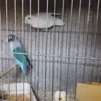 مرغ عشق طوطی برزیلی فنچ|پرنده|محمدشهر, ولدآباد بزرگ|دیوار