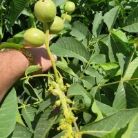 گردوتخصصماس