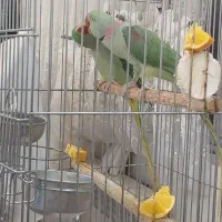 پرندگان|پرنده|تهران, مدائن|دیوار