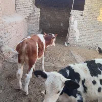 گوساله نر|حیوانات مزرعه|زاوه, |دیوار