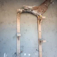 کفتر