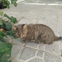 حیوان خانگی