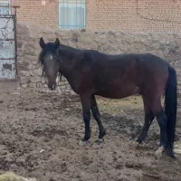 اسب نریان ۳ ساله