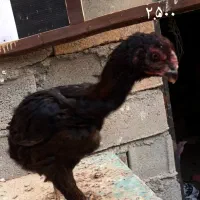 لاری|حیوانات مزرعه|مشهد, احمدآباد|دیوار