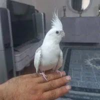 عروس هلندی جفت|پرنده|اسلام‌شهر, شهرک مهدیه|دیوار