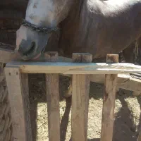اسب دوخون عرب درشور