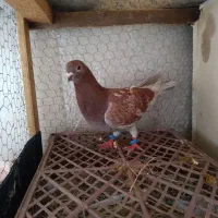 کبوتر فروشی