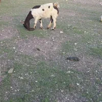 بز پاکستانی