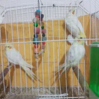 جوجه عروس هلندی|پرنده|اهواز, پردیس|دیوار